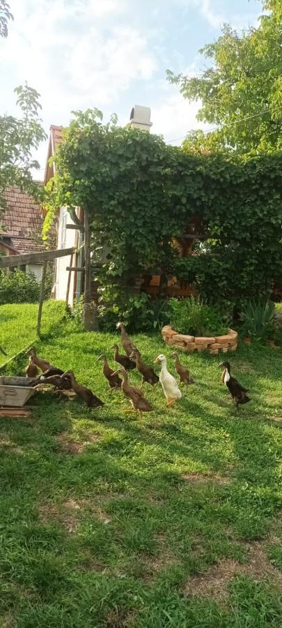 Miklos Lak Ocna de Sus エクステリア 写真